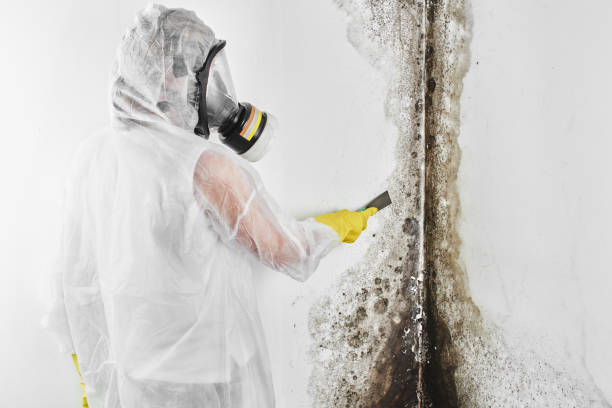 Best Commercial Mold Remediation in Muscoy, CA
