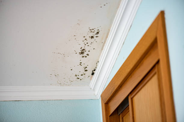 Best Bathroom Mold Remediation in Muscoy, CA