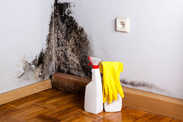 Best Industrial Mold Remediation in Muscoy, CA