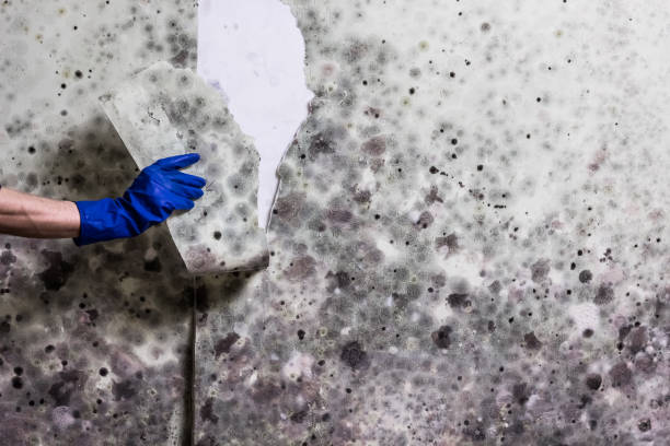Best Mold Testing and Inspection Services in Muscoy, CA