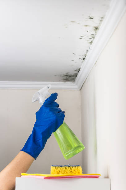 Best Crawl Space Mold Remediation in Muscoy, CA
